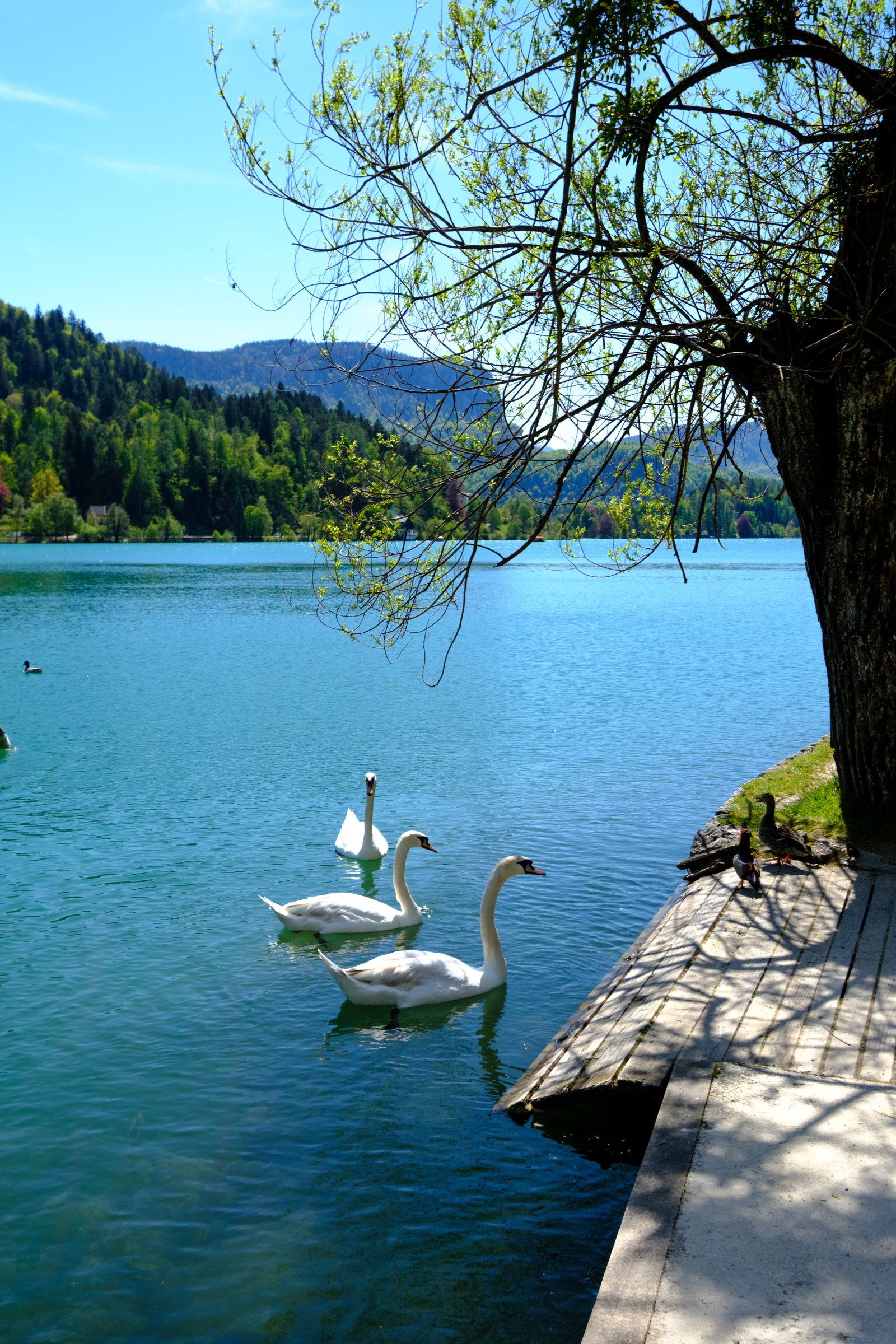 Swans on Lake Bled