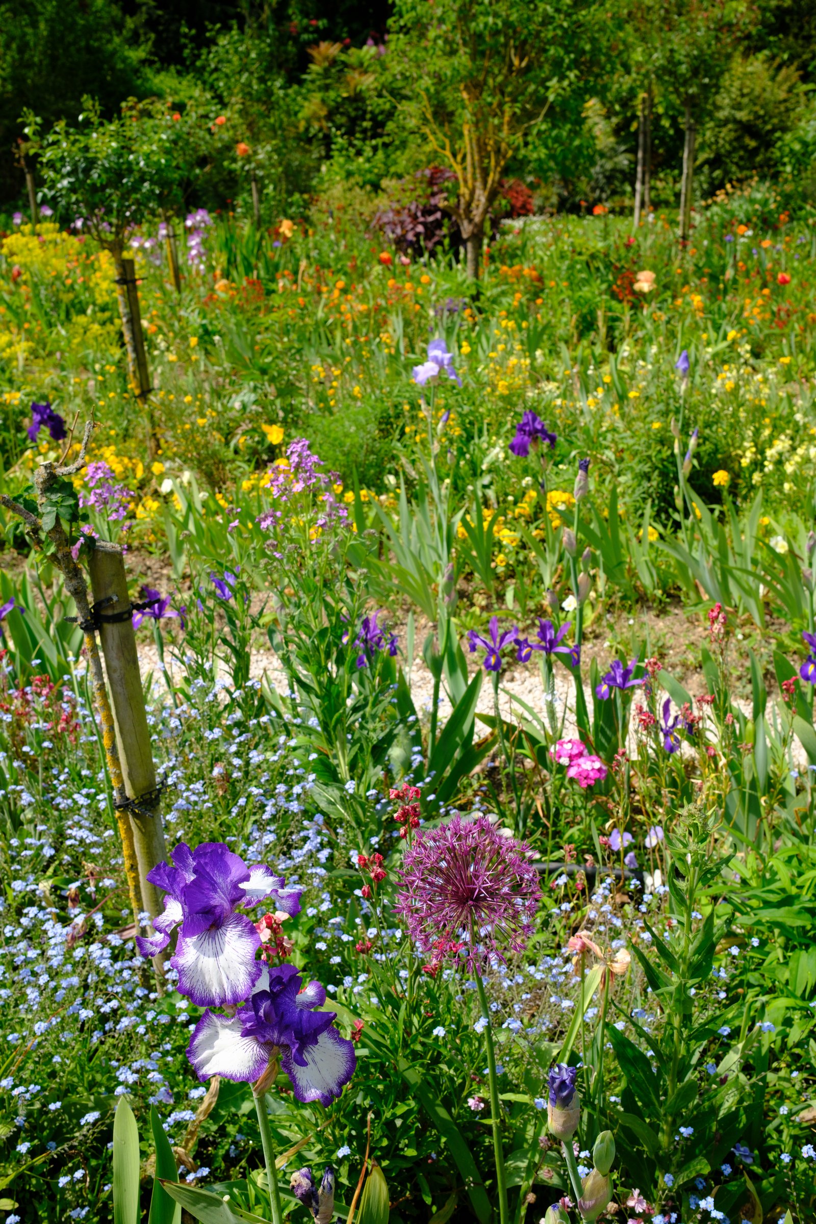 Dense wildflower garden