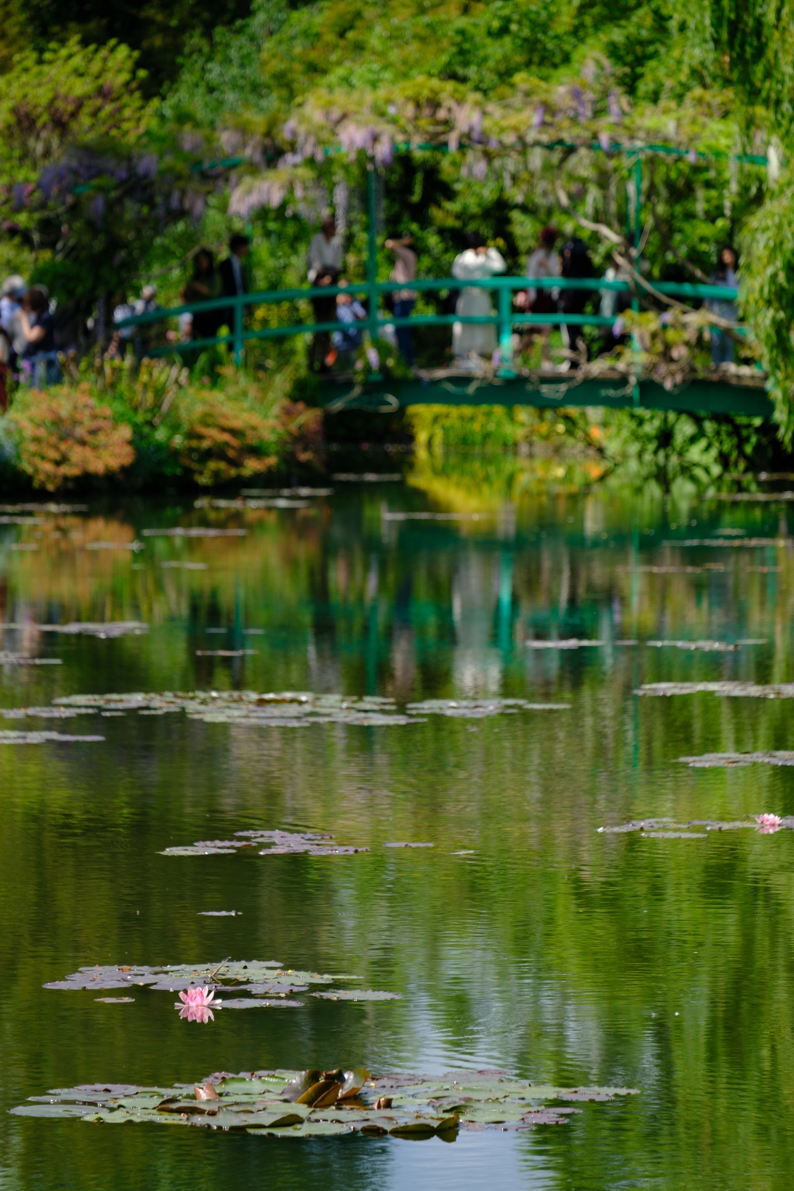 Water lily