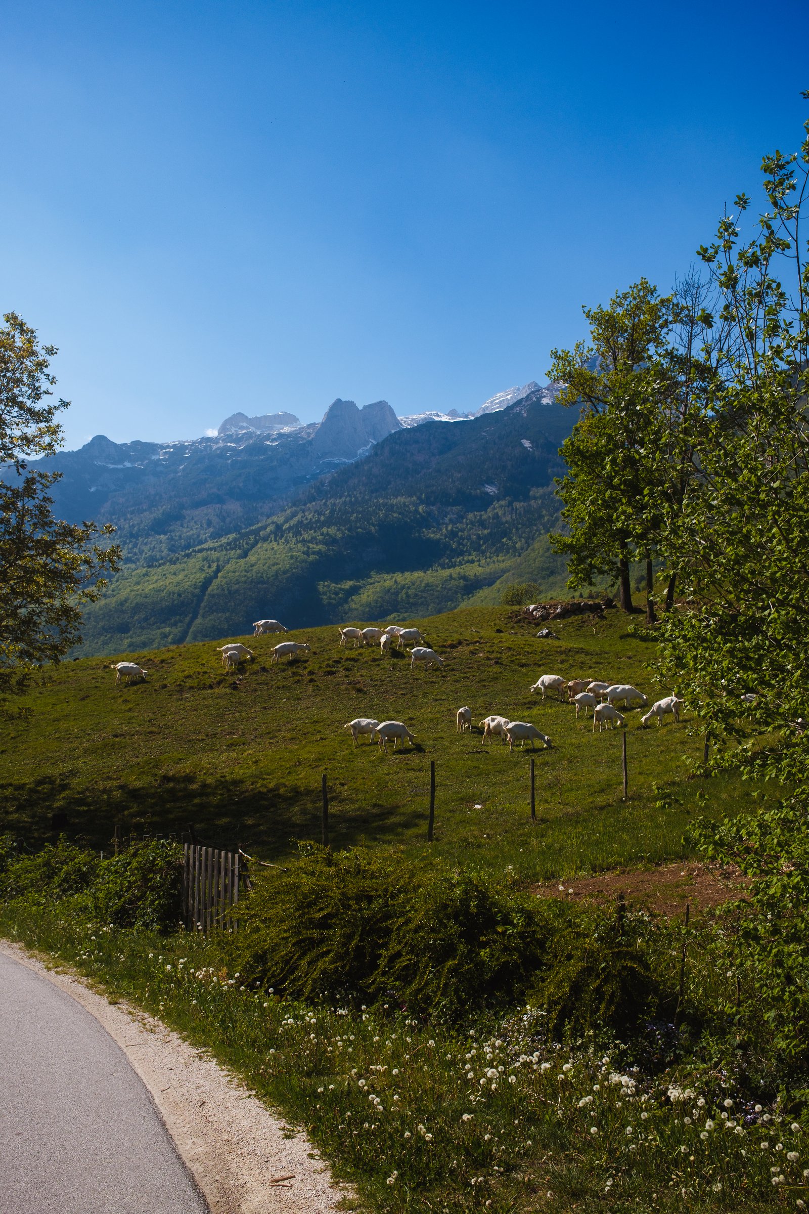 Sheep in the Alps